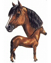 Bay horses