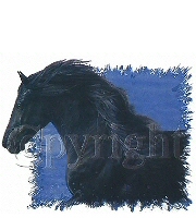 Black horse