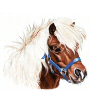 Pony