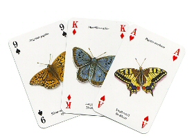 Butterflies