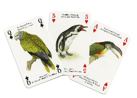 Exotic birds