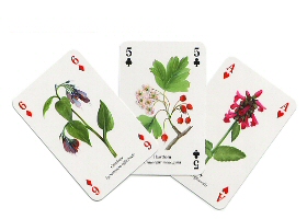 Herbs