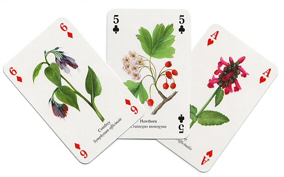 Herbs playing cards