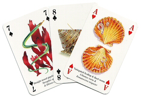 Seashore life playing cards