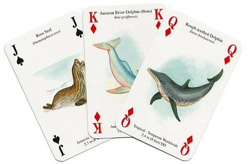 Whales and dolphins playing cards