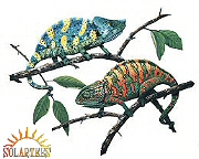 Chameleons