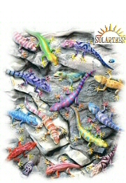 Geckos