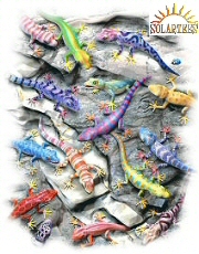 Geckos