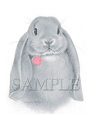 Lop eared rabbit