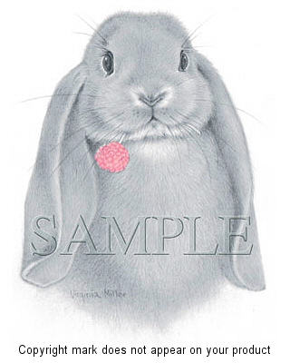 Lop eared rabbit - 007