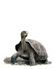 Tortoise