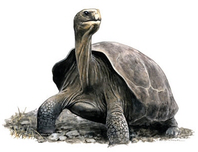Tortoise - 14239