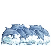 Dolphin Line