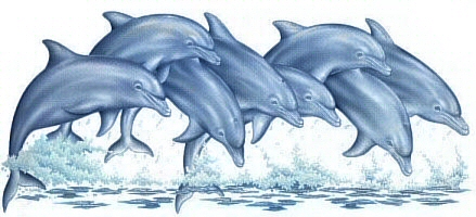 Dolphin line - 6224