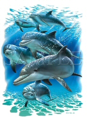 Dolphin pals