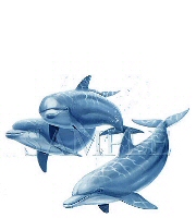 Dolphin trio