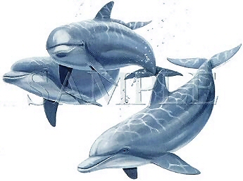 Dolphin trio - 3798