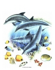Dolphins