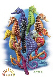 Seahorses
