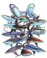 Shark attack