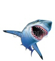 Sharky