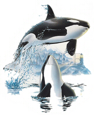 Up and over sharks - 2893