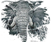 Elephant head