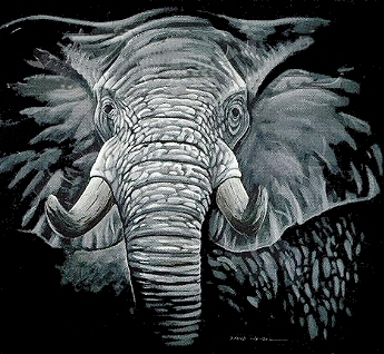 Elephant - 5