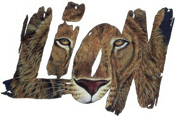 Lion - 4759