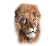Lion head