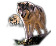 Lone wolf