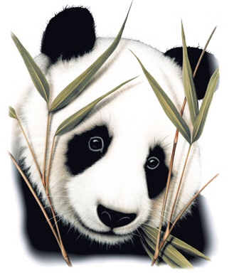 Panda - 255
