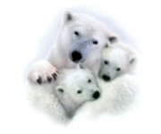 Polar bear