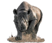 Rhino