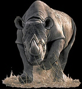 Rhino - 3684