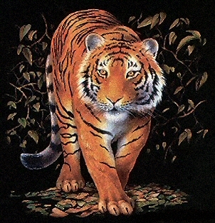 Tiger - 5470