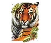 Tiger head