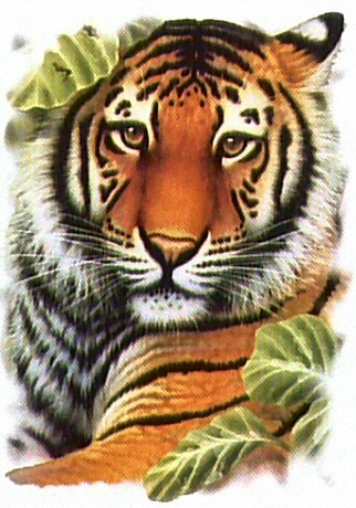 Tiger head - 7