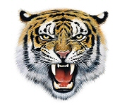 Tiger roar