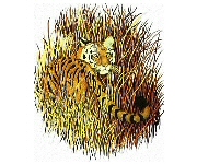 Tiger in grass