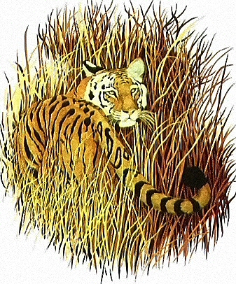 Tiger in grass