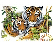 Two tigers