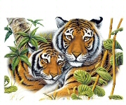 Two tigers