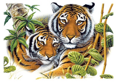 Two tigers - 6533