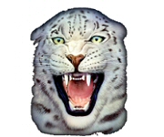White leopard