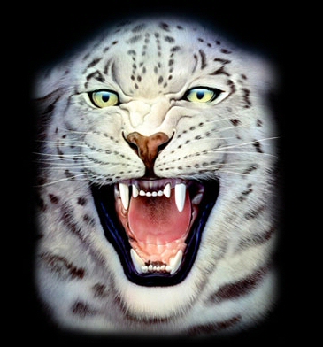 White leopard - 3