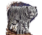 White tiger and cub