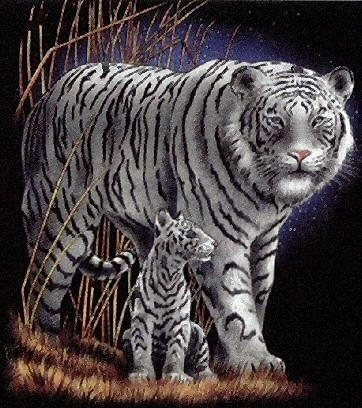 White tiger and cub - 5394