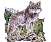 The wolf