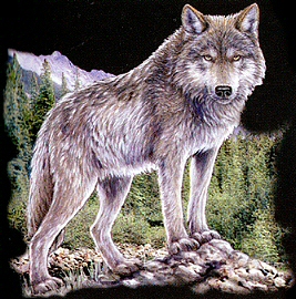 The wolf - 10329
